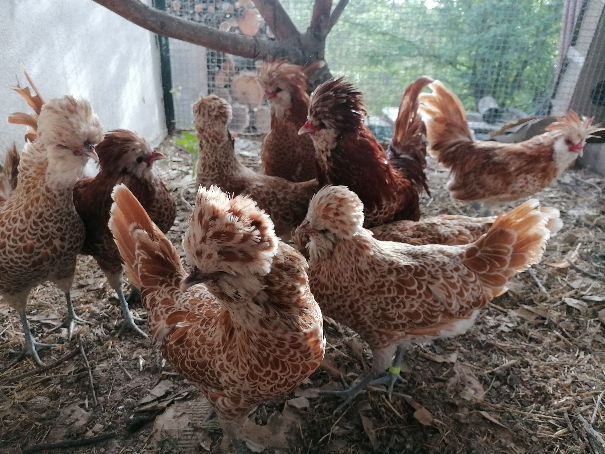 OVOS Ayam ketawa, Andaluza, Araucana, Maran, Paduana camurça