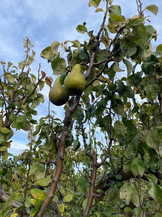 Jabłka, gruszki z własnego sadu / Gdynia Obłuże
