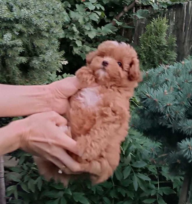 Найсолодша дизайн красунечка Помапу- товстушечка маленького розміра