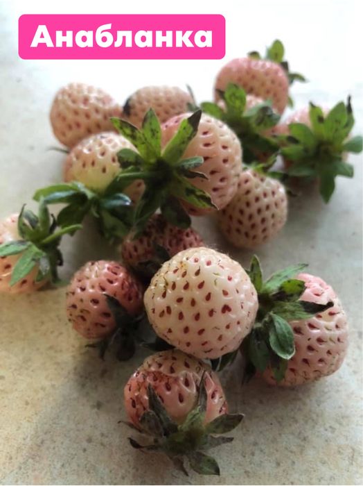 Рассада білої полуниці Анабланка