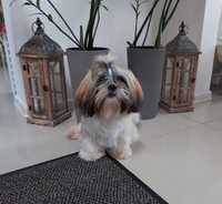 Piesek shih-tzu,,reproduktor,,