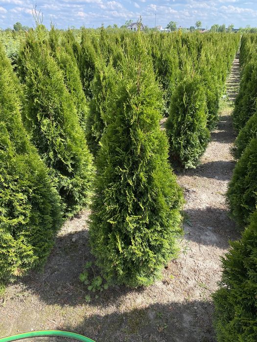 Tuja Szmaragd 150 cm dostepne różne wysokości - Nasielsk