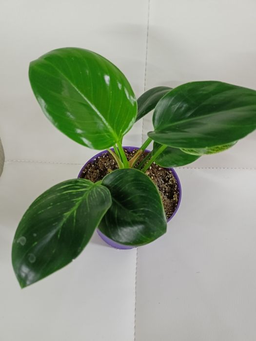 Продам филодендрон Биркин