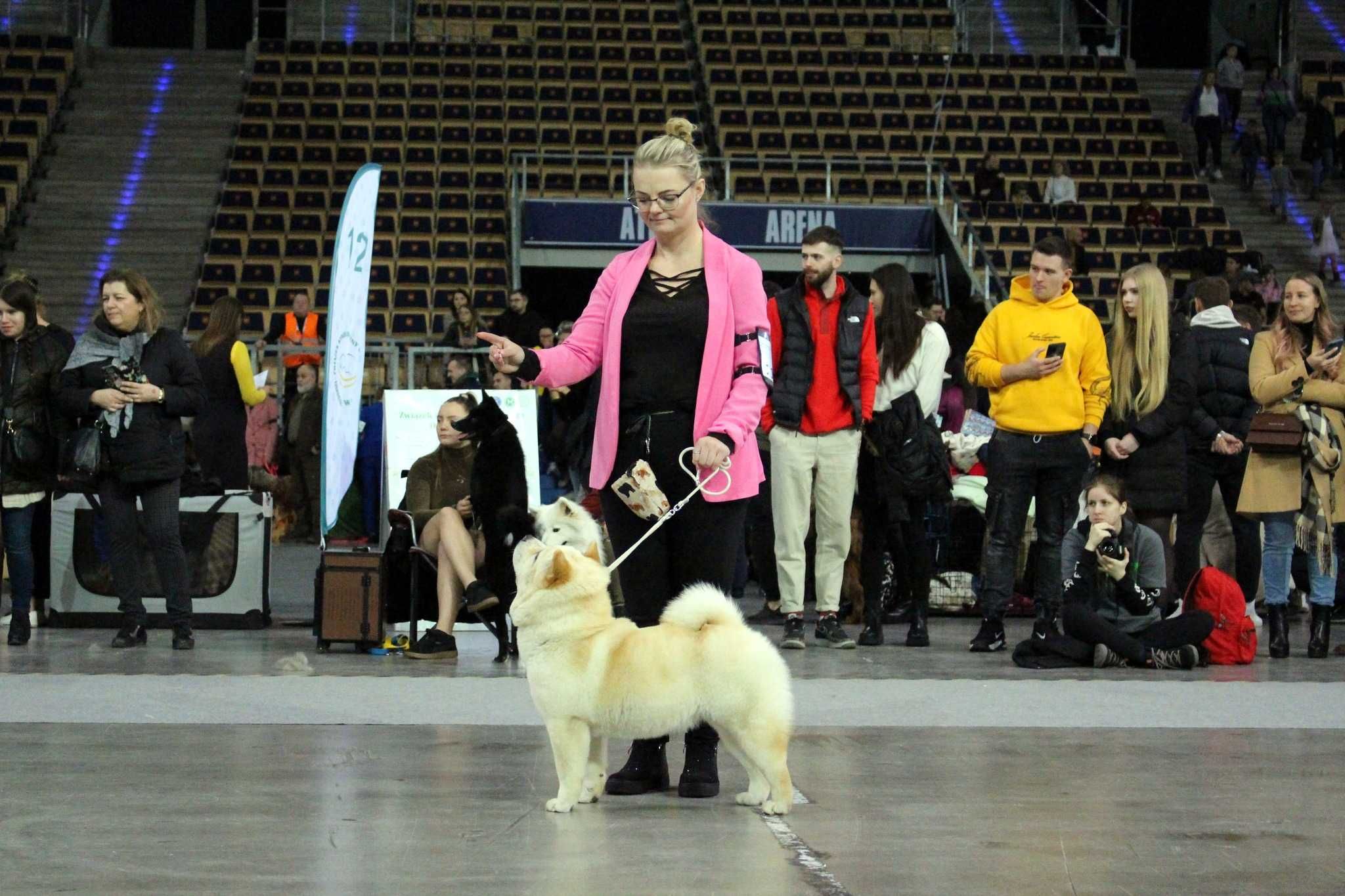 Chow-chow po Championach z rodowodem ZKwP FCI