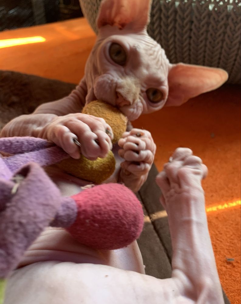 SPHYNX • przekochane Dzieci jak małpki, Psy‼️ Kociak czeka na ciebie!