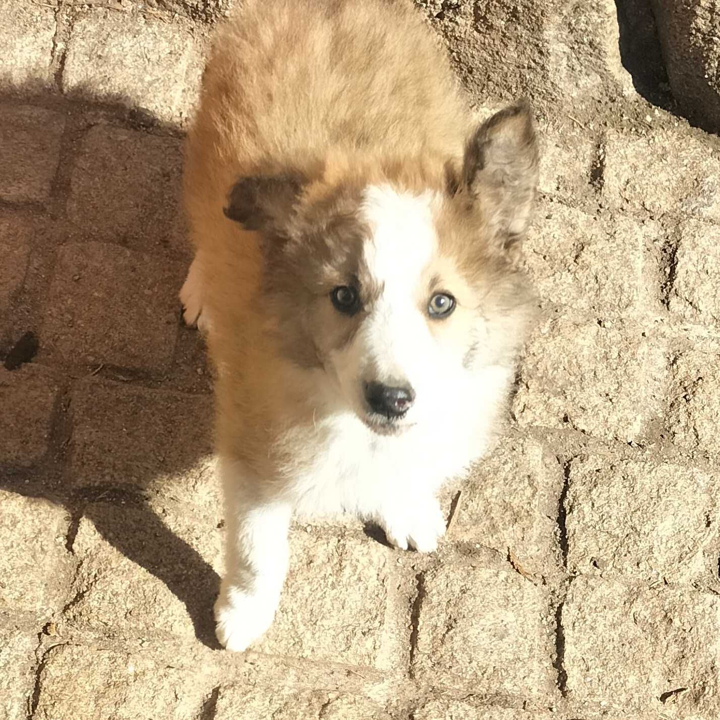 Border collie macho
