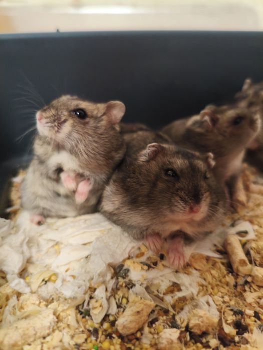 chomiki dżungarskie