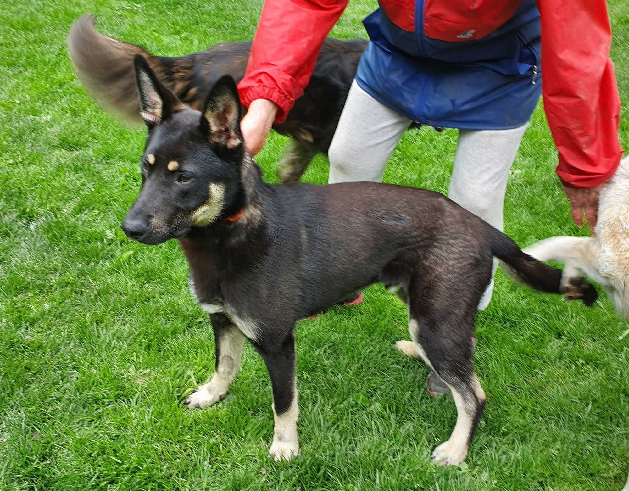 Ośmiomiesięczny Stefan do adopcji.