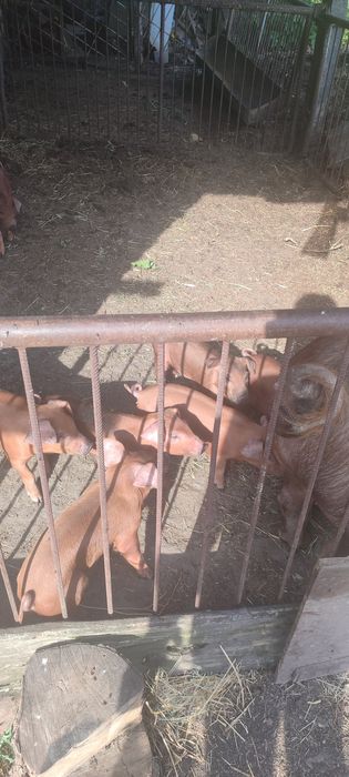 Поросята Дюрок + Дюрок ( чистий ) Місяць від опоросу