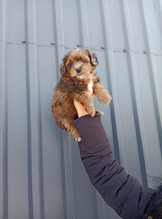 Йорко-пу марле зі Львова до свят