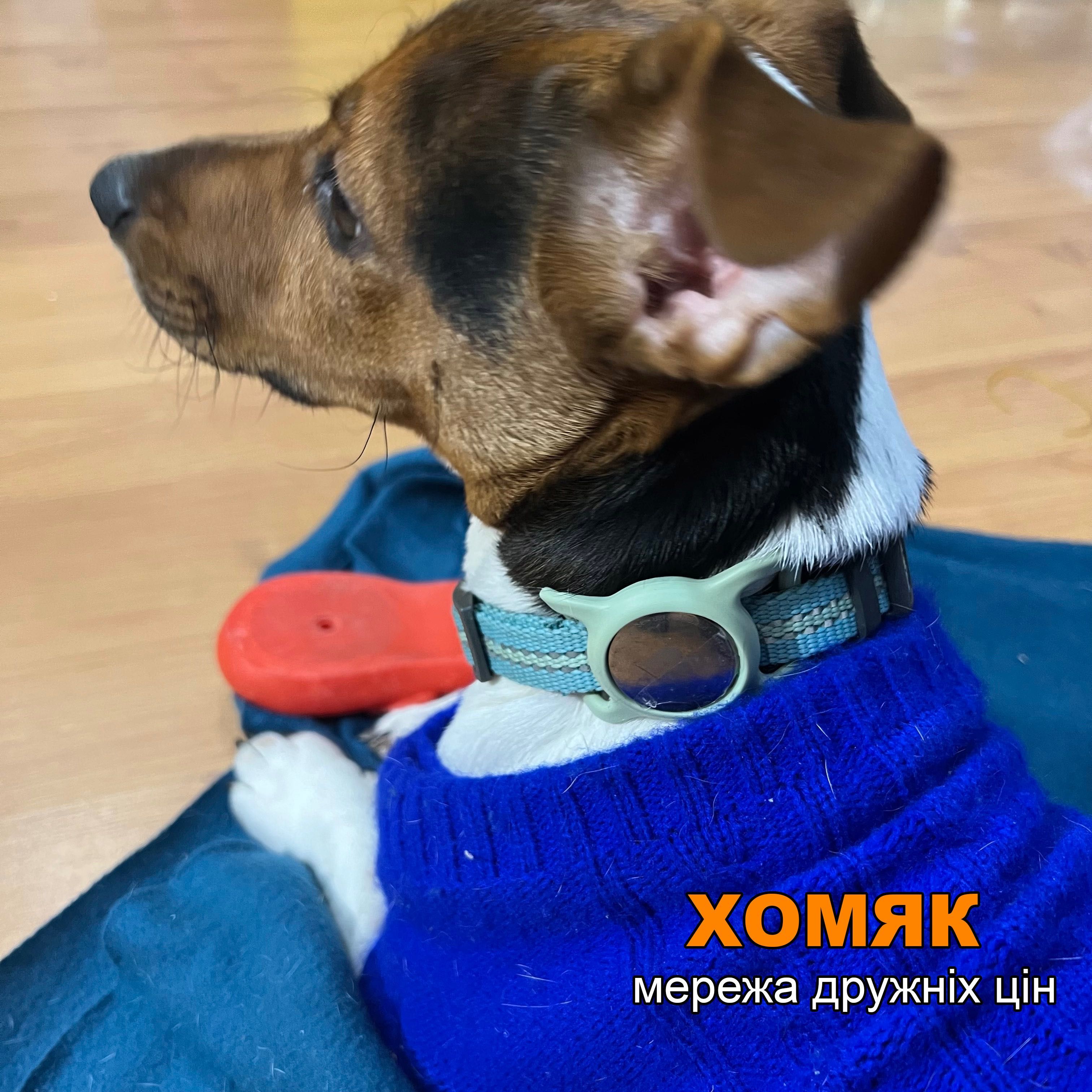 Чехол AirPods для собаки