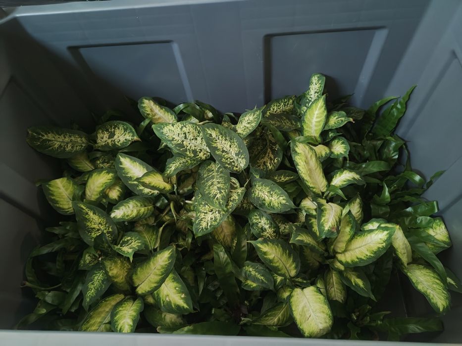 Piękne kwiatki w doniczkach, większa ilość