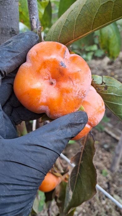 Саджанці хурми. Хурма у горщіках.