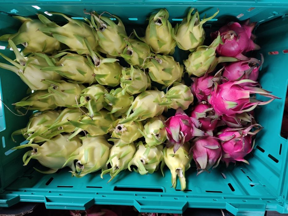 Fruta do dragão PITAYAS