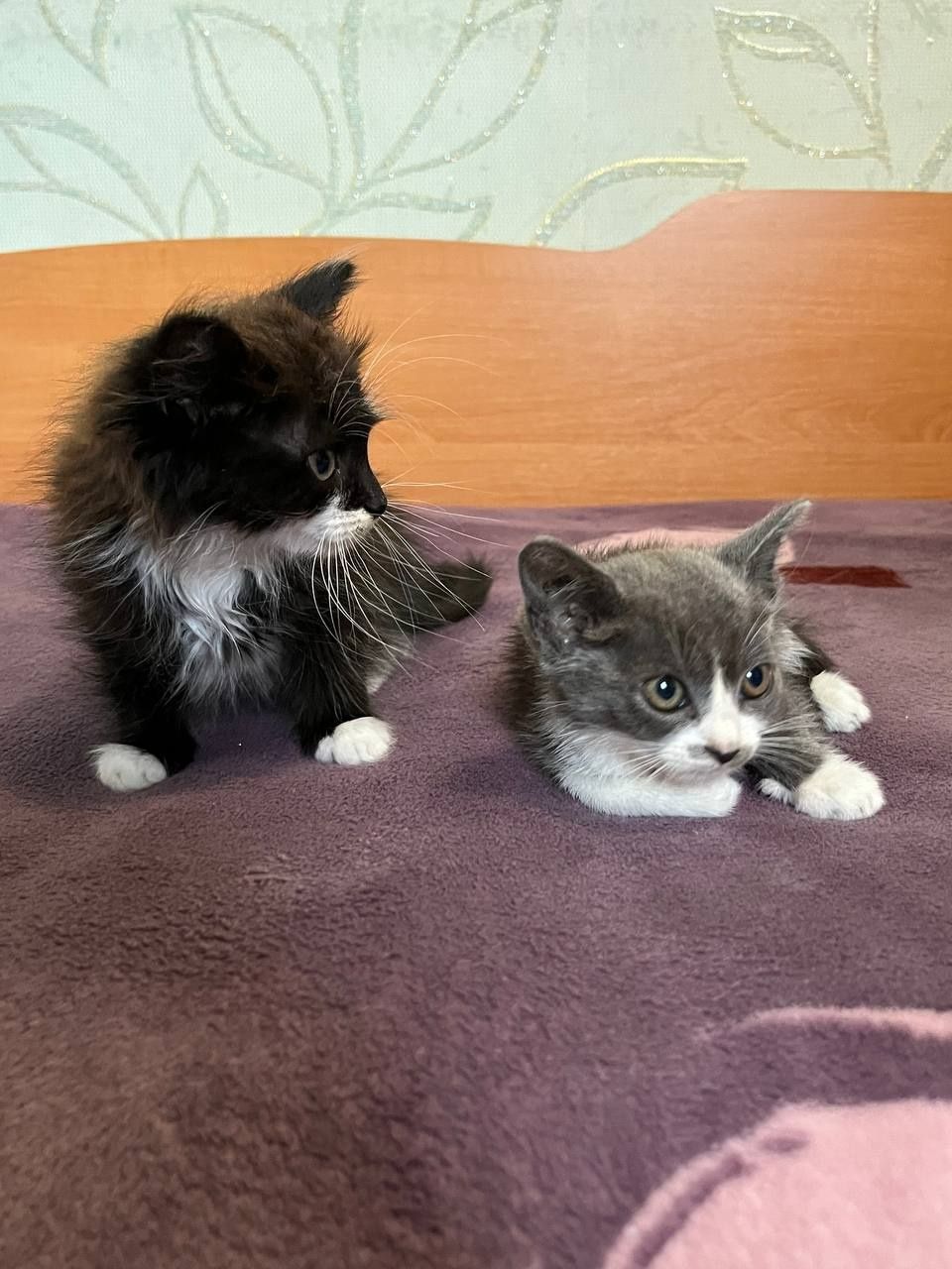 Котята безкоштовно