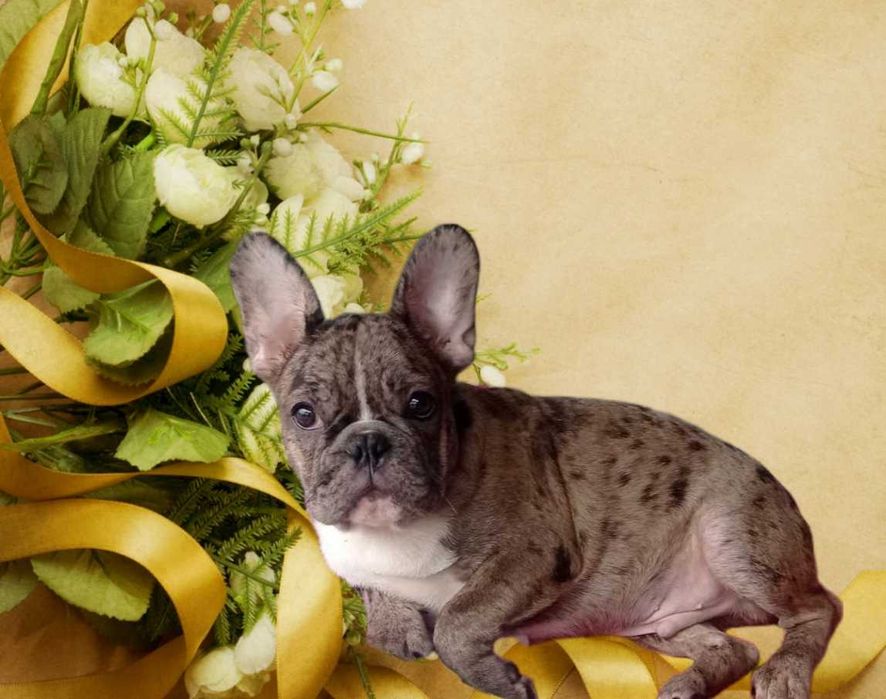 Красивый породный мальчик французского бульдога.