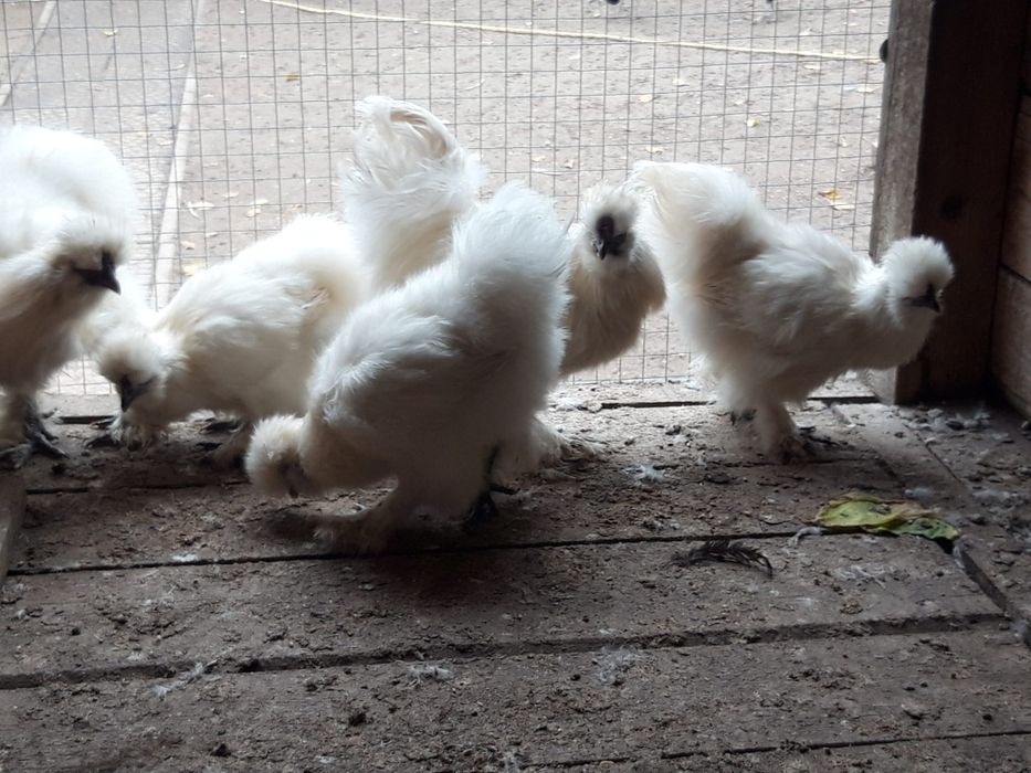 Kury  ozdobne  SILKI  silka  białe  -  piękne polecam