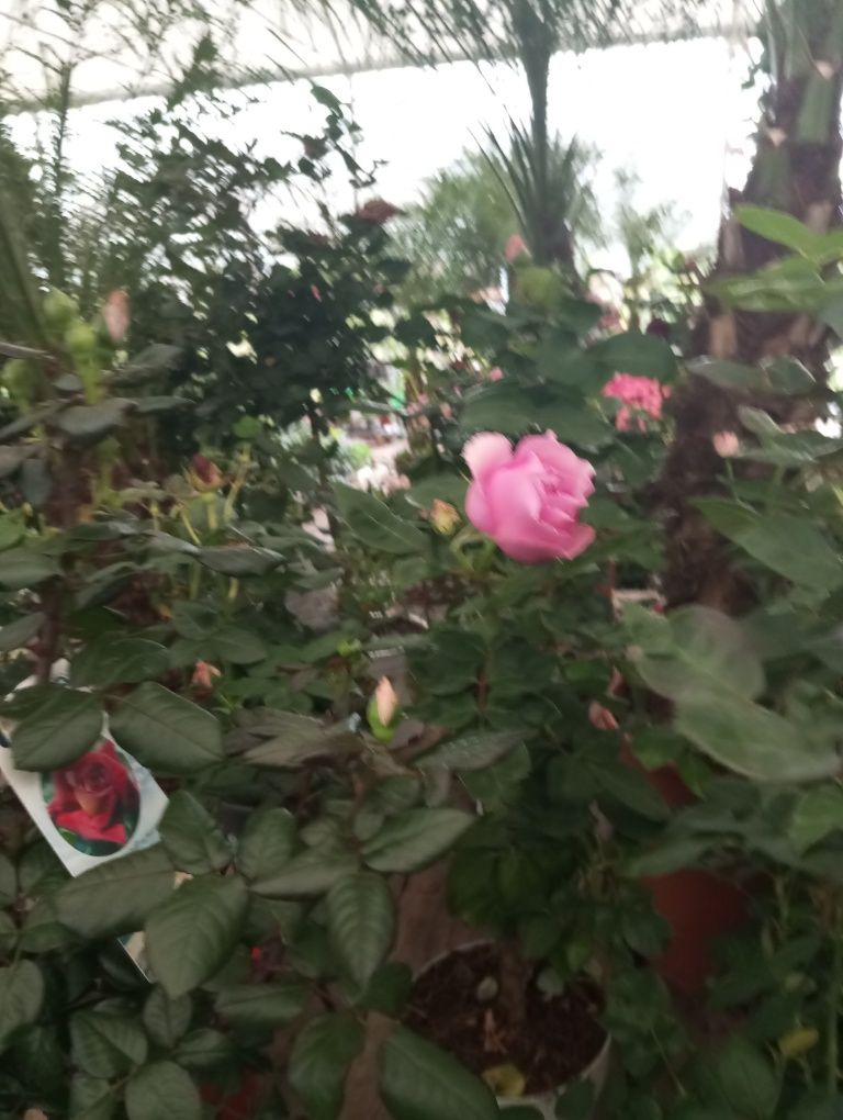 Roseiras e rosas