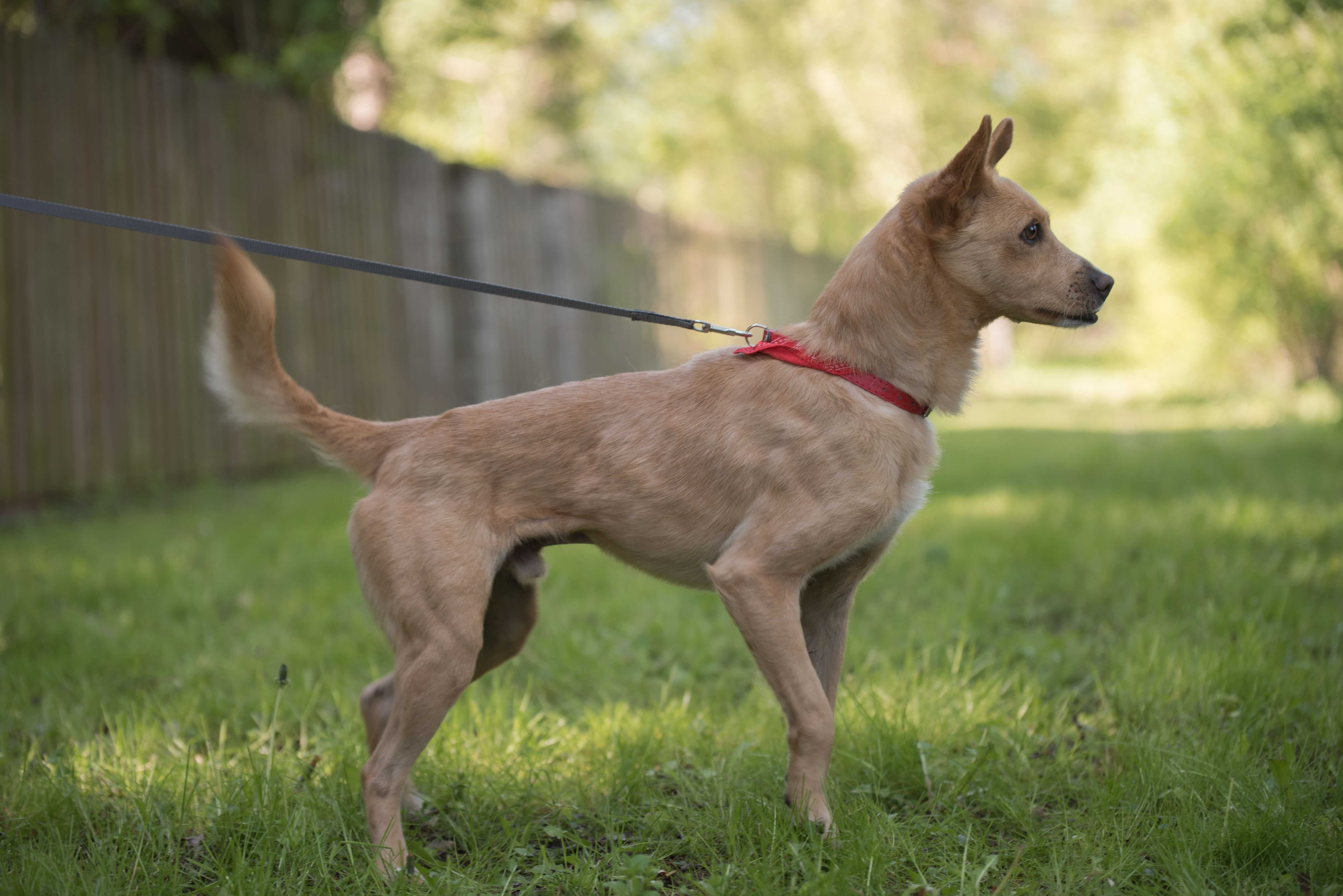 Śliczny mały Tufi poleca się do adopcji - słodki rudy psiak