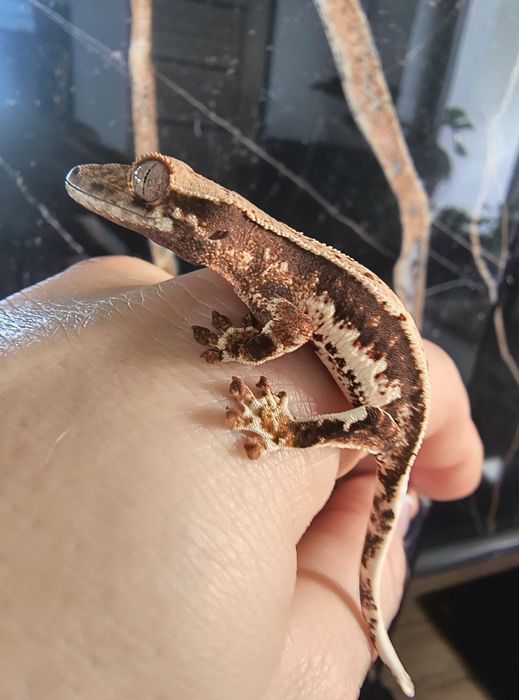 Gekon orzęsiony gekony orzęsione Lily white harlequin