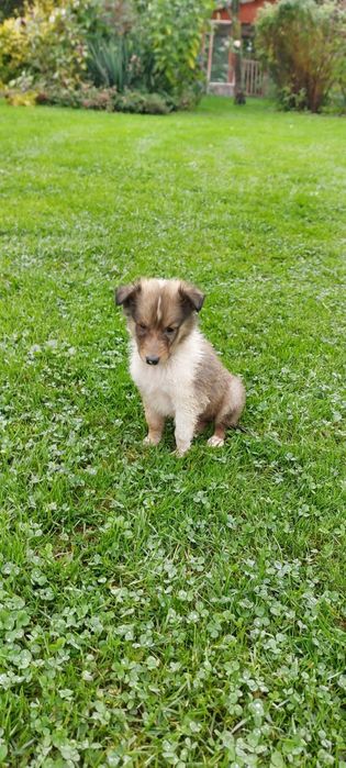 Owczarek szkocki śniadą auczka