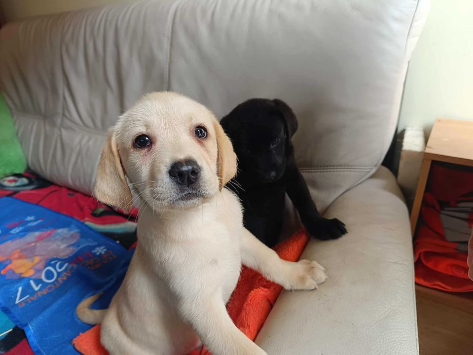 Labrador szczeniak [Bielsko-Biała]