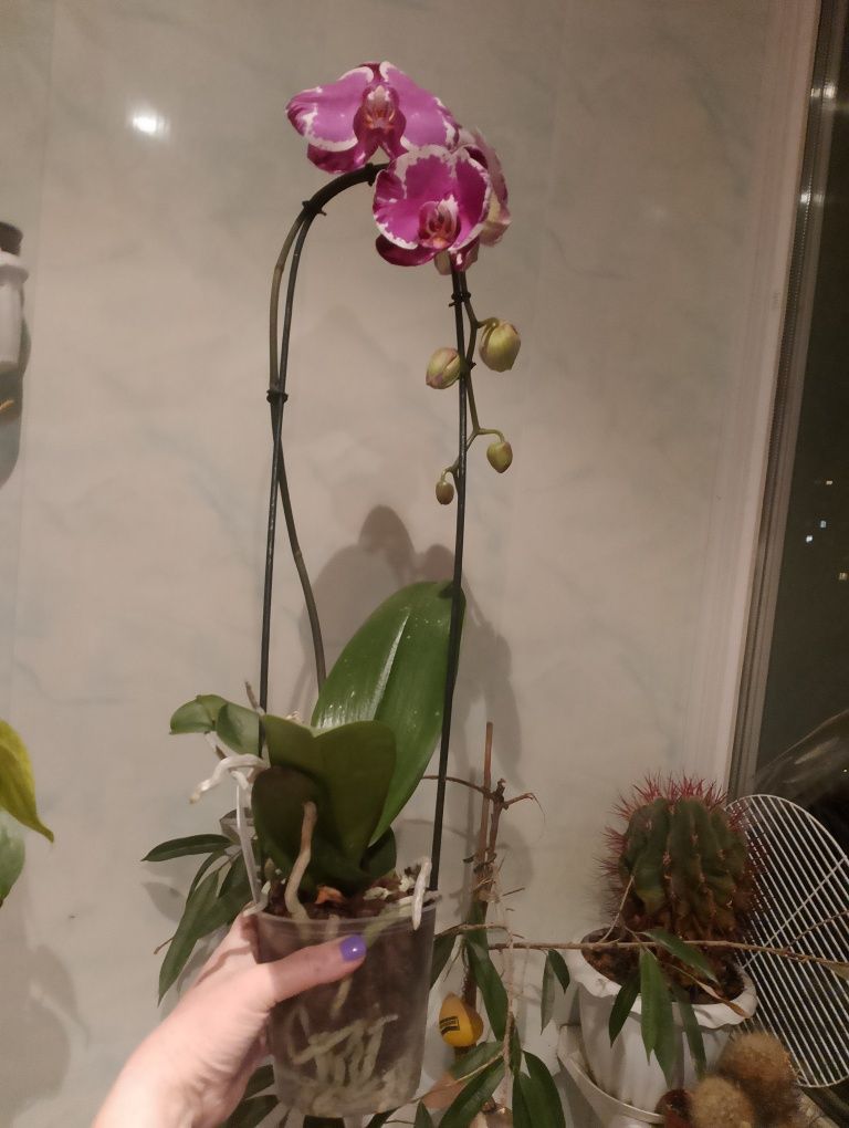 Сакрифайс 13 см цветы и Мармелад 9 см цветы
