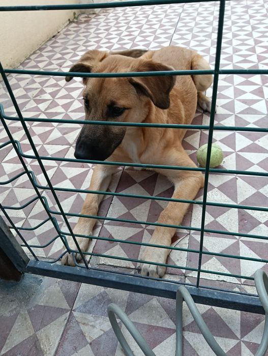 Dá-se cão com 6 meses