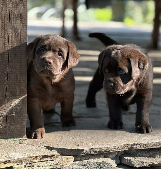 Labrador Retriever czekoladowe szczenieta