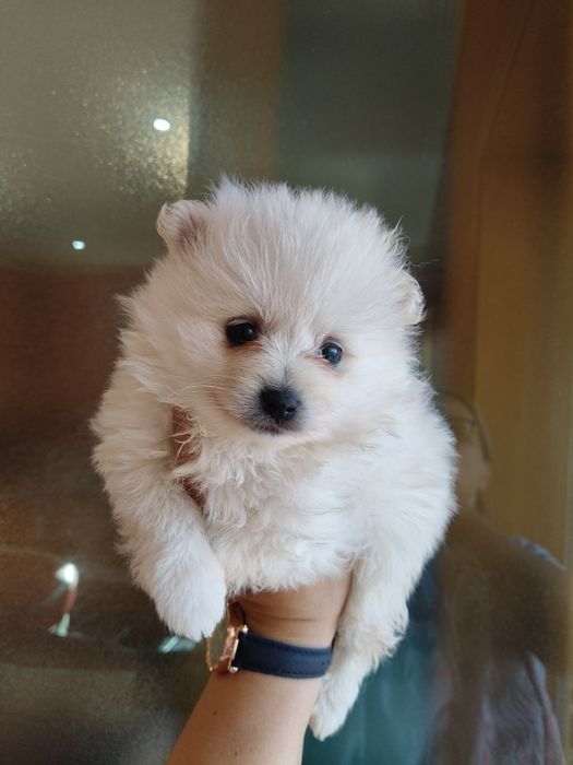 Spitz alemão menino