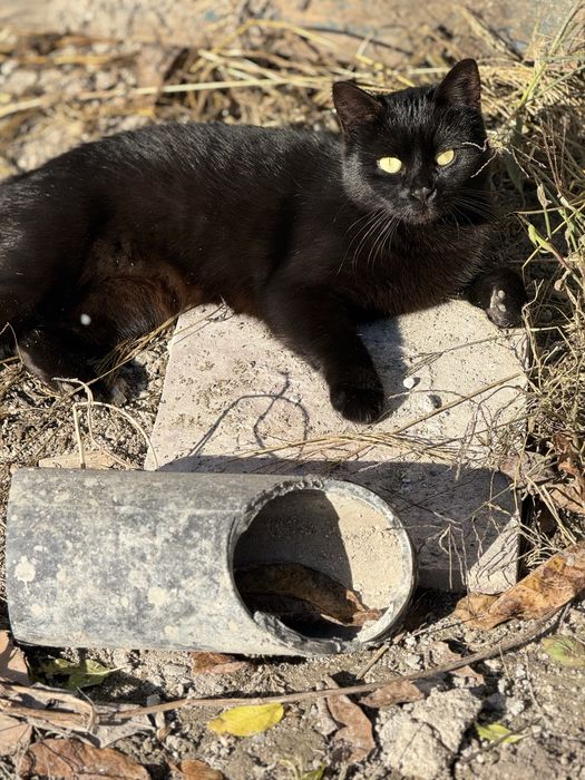 Терміново киця шукає дім