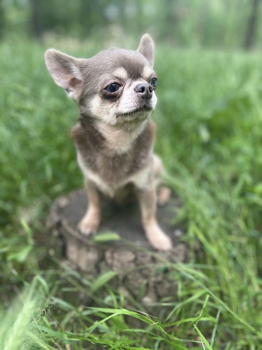 Вязка. Очень красивый мальчик чихуахуа