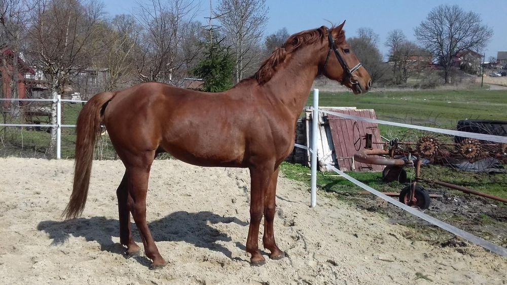 Ogier z licencją do krycia