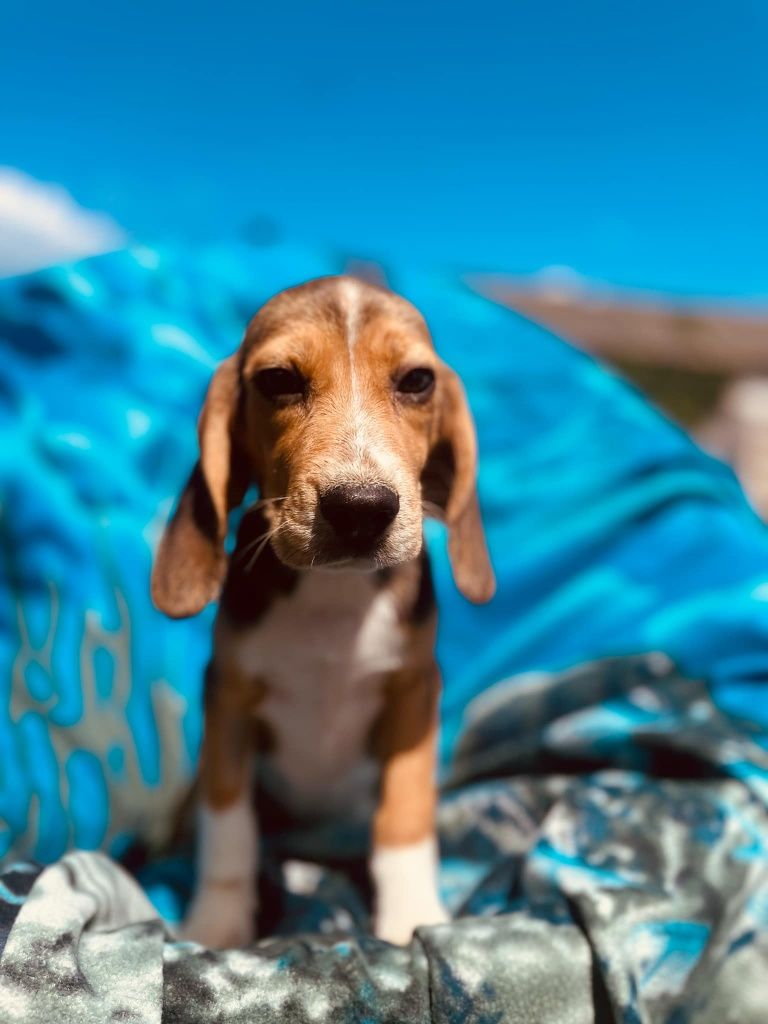 Beagle z legalnej hodowli