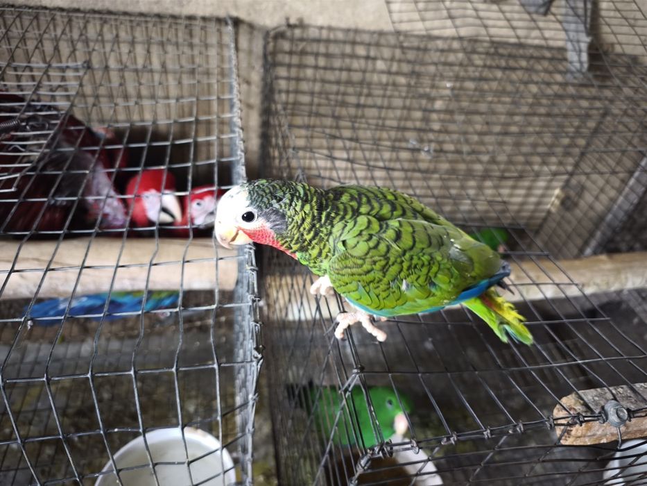 Papagaio Amazonas cubanos leucocephala para acabar de criar a mão