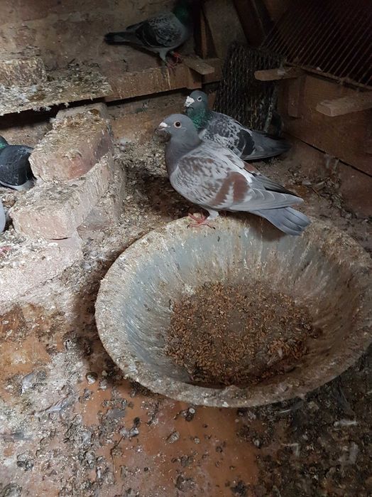 Gołębie pocztowe ,samica