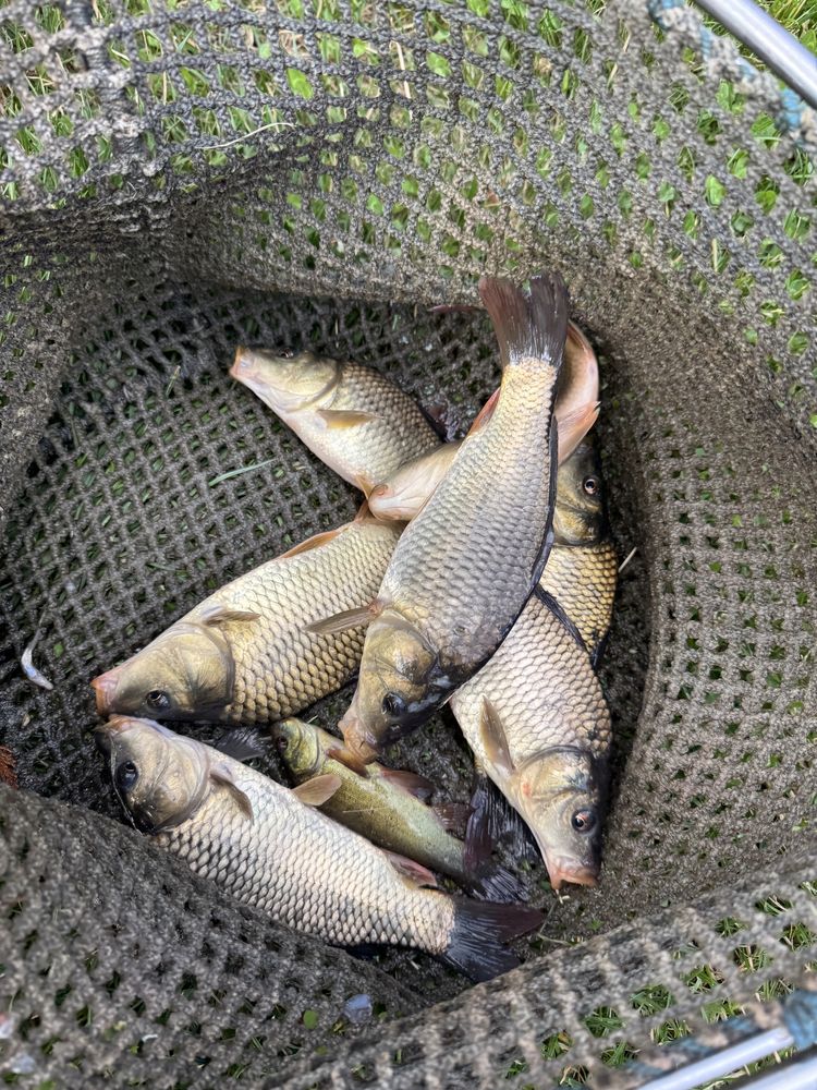Karp pełnołuski kroczek