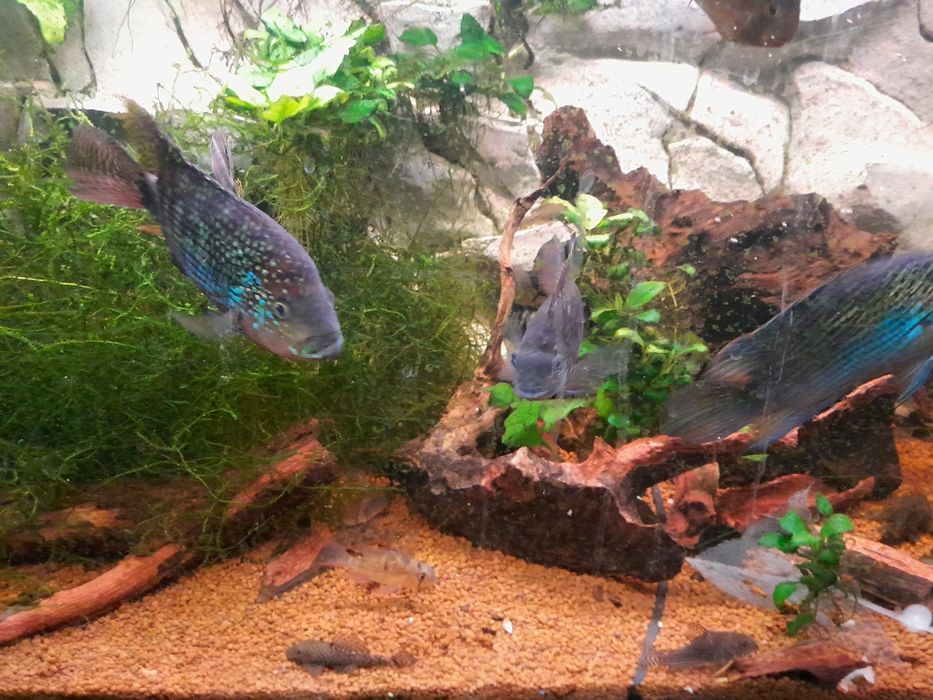 Pielęgnica niebieskołuska