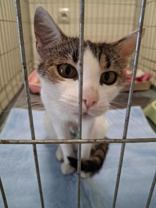 Piękna Zyzia czeka na adopcje