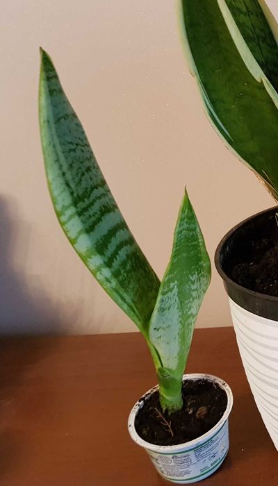 Sansevieria - wężownica- język teściowej