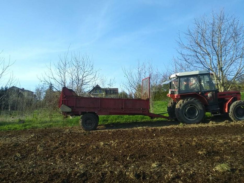 Obornik koński duza ilosc