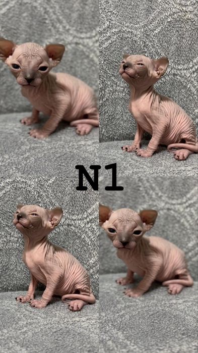 Канадський сфінкс