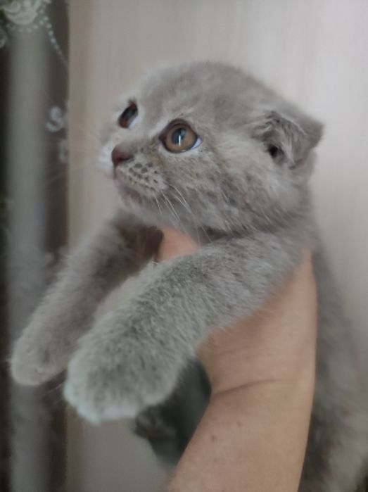 Коти, кошенята висловухі, 2 міс