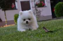 Piesek Szpic Miniaturowy BOO Pomeranian