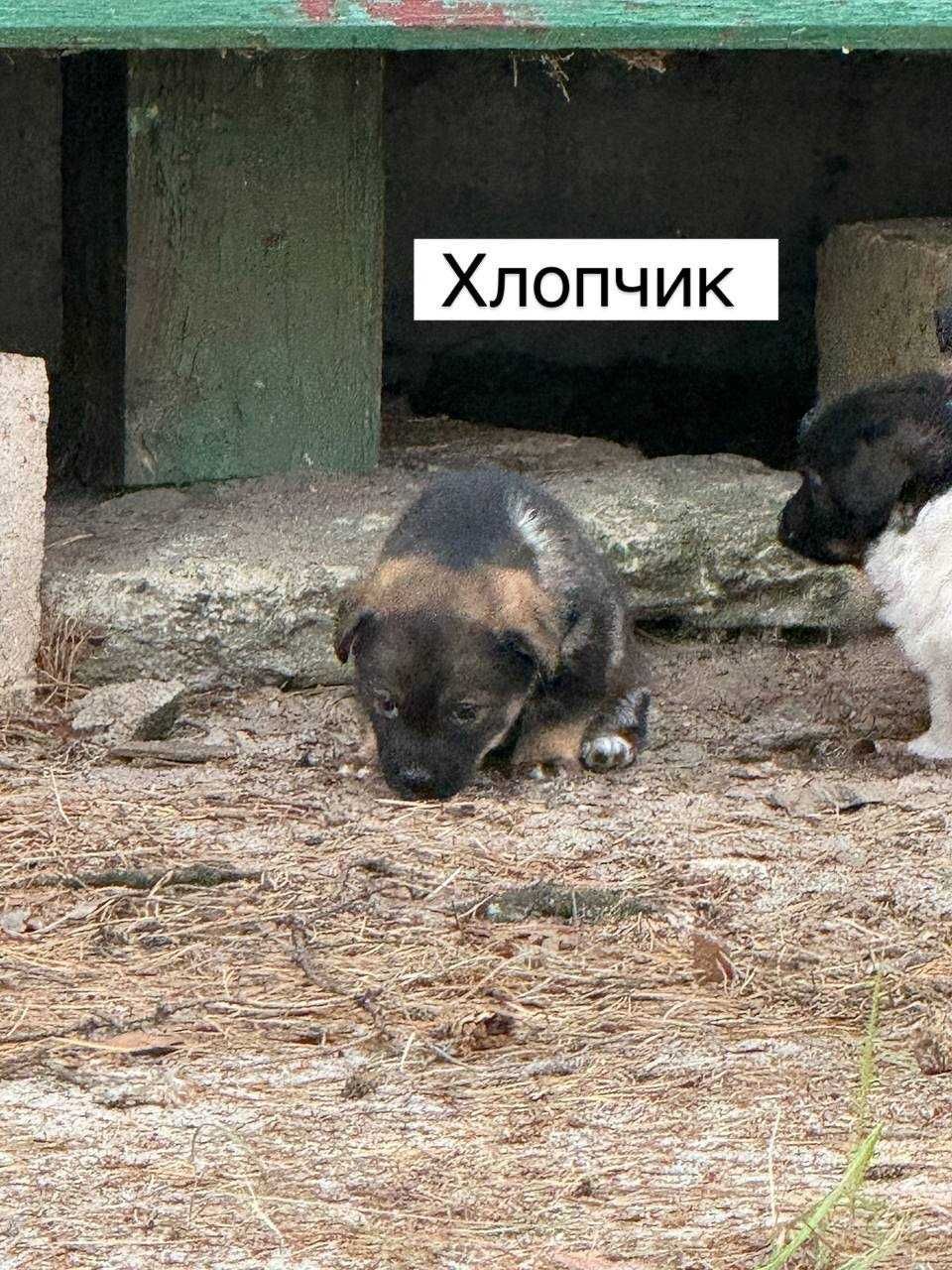Врятуйте щенят, заберіть у дім