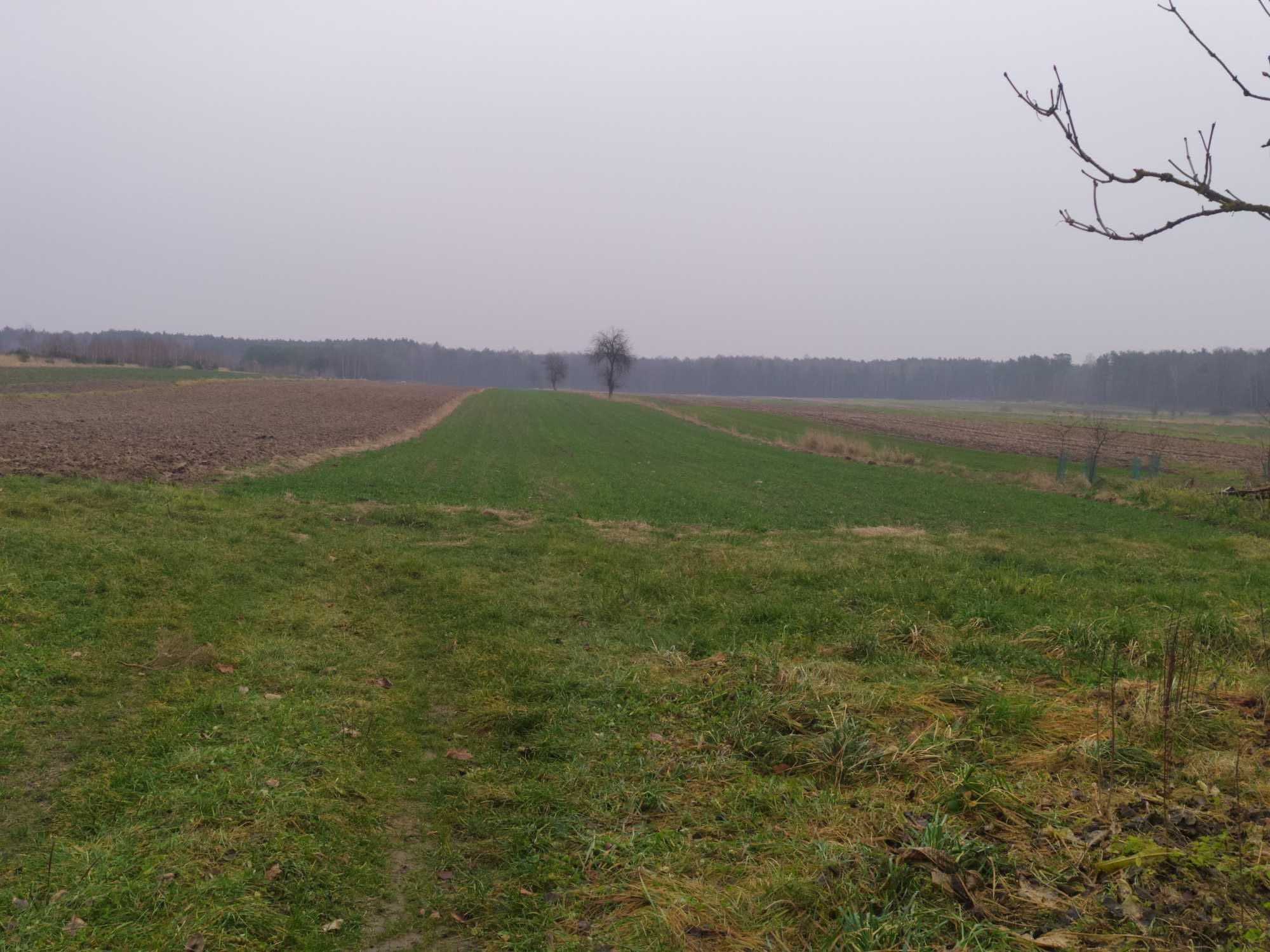 Działka rolno-budowlana Kowalkòw gm Kazanów!