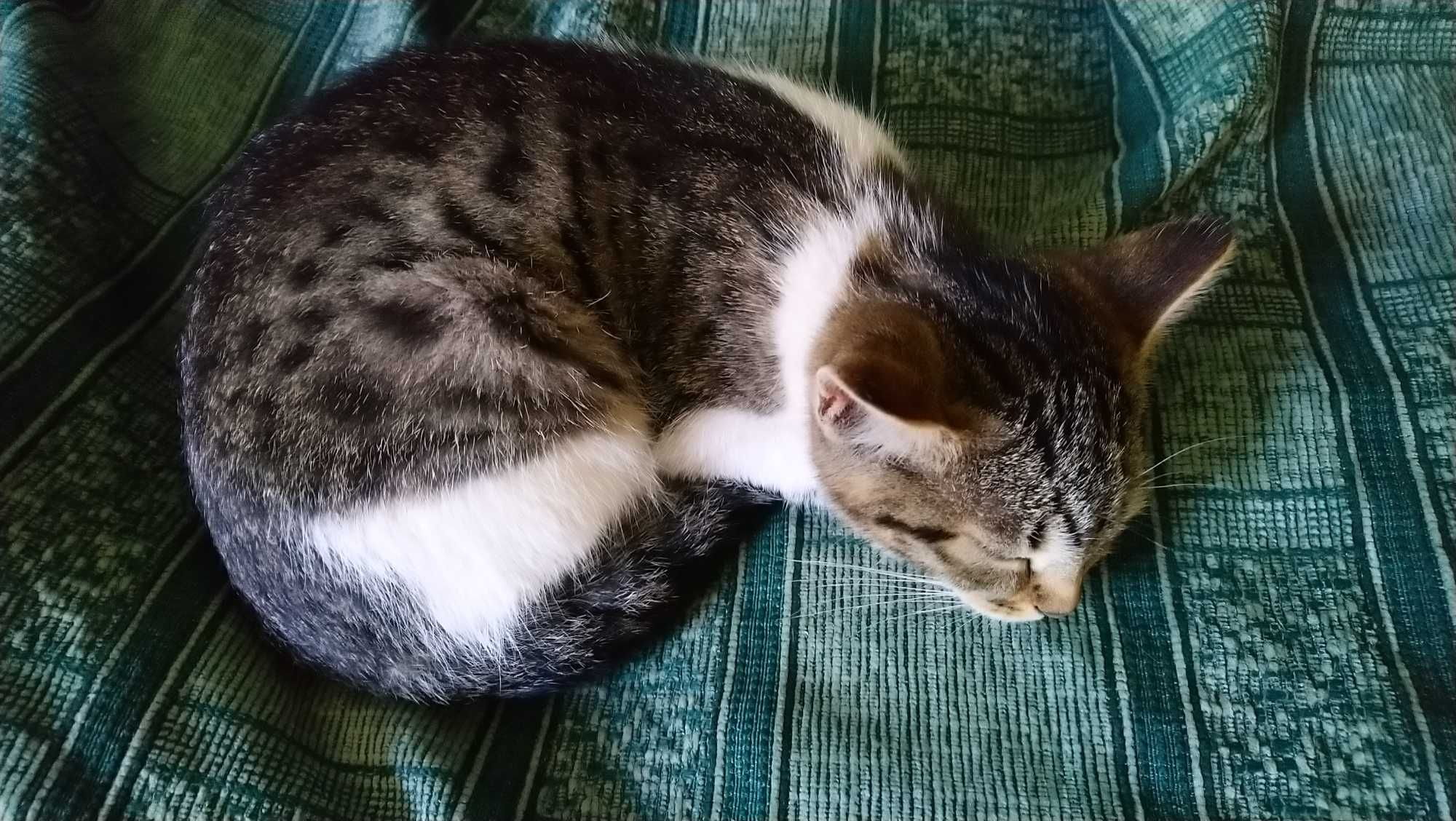 Віддам котеня 4 міс.