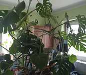 Monstera dziurawnica