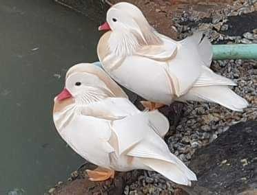 Patos  gansos perus galinhas garnizas