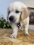 Golden Retriever LOP pedigree